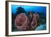 Giant Barrel Sponge (Xestospongia Muta) Cozumel Reefs National Park-Claudio Contreras-Framed Photographic Print