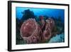 Giant Barrel Sponge (Xestospongia Muta) Cozumel Reefs National Park-Claudio Contreras-Framed Photographic Print