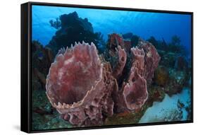 Giant Barrel Sponge (Xestospongia Muta) Cozumel Reefs National Park-Claudio Contreras-Framed Stretched Canvas