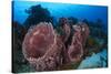 Giant Barrel Sponge (Xestospongia Muta) Cozumel Reefs National Park-Claudio Contreras-Stretched Canvas