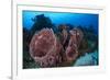 Giant Barrel Sponge (Xestospongia Muta) Cozumel Reefs National Park-Claudio Contreras-Framed Premium Photographic Print