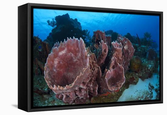 Giant Barrel Sponge (Xestospongia Muta) Cozumel Reefs National Park-Claudio Contreras-Framed Stretched Canvas