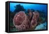 Giant Barrel Sponge (Xestospongia Muta) Cozumel Reefs National Park-Claudio Contreras-Framed Stretched Canvas