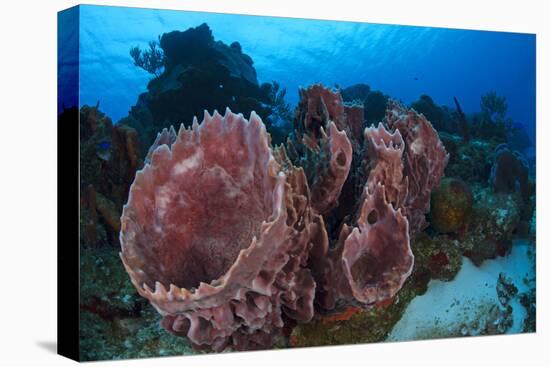 Giant Barrel Sponge (Xestospongia Muta) Cozumel Reefs National Park-Claudio Contreras-Stretched Canvas