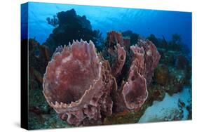 Giant Barrel Sponge (Xestospongia Muta) Cozumel Reefs National Park-Claudio Contreras-Stretched Canvas