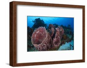 Giant Barrel Sponge (Xestospongia Muta) Cozumel Reefs National Park-Claudio Contreras-Framed Photographic Print