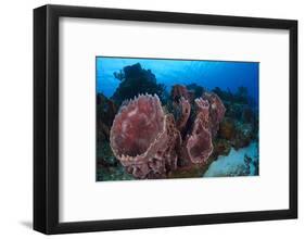 Giant Barrel Sponge (Xestospongia Muta) Cozumel Reefs National Park-Claudio Contreras-Framed Photographic Print