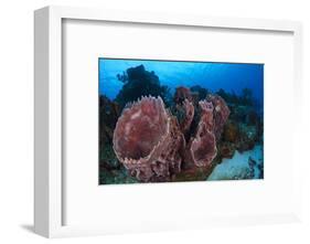 Giant Barrel Sponge (Xestospongia Muta) Cozumel Reefs National Park-Claudio Contreras-Framed Photographic Print