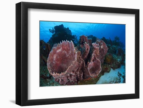 Giant Barrel Sponge (Xestospongia Muta) Cozumel Reefs National Park-Claudio Contreras-Framed Photographic Print