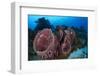 Giant Barrel Sponge (Xestospongia Muta) Cozumel Reefs National Park-Claudio Contreras-Framed Photographic Print