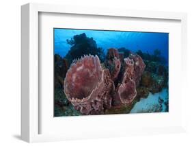 Giant Barrel Sponge (Xestospongia Muta) Cozumel Reefs National Park-Claudio Contreras-Framed Photographic Print