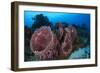 Giant Barrel Sponge (Xestospongia Muta) Cozumel Reefs National Park-Claudio Contreras-Framed Photographic Print