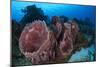 Giant Barrel Sponge (Xestospongia Muta) Cozumel Reefs National Park-Claudio Contreras-Mounted Photographic Print