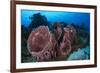 Giant Barrel Sponge (Xestospongia Muta) Cozumel Reefs National Park-Claudio Contreras-Framed Photographic Print