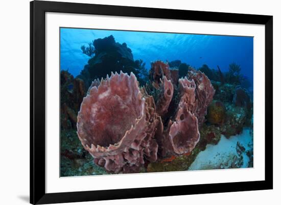 Giant Barrel Sponge (Xestospongia Muta) Cozumel Reefs National Park-Claudio Contreras-Framed Photographic Print