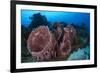 Giant Barrel Sponge (Xestospongia Muta) Cozumel Reefs National Park-Claudio Contreras-Framed Photographic Print