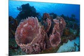 Giant Barrel Sponge (Xestospongia Muta) Cozumel Reefs National Park-Claudio Contreras-Mounted Photographic Print