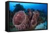 Giant Barrel Sponge (Xestospongia Muta) Cozumel Reefs National Park-Claudio Contreras-Framed Stretched Canvas