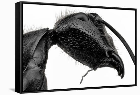 Giant Black Ant-Donald Jusa-Framed Stretched Canvas