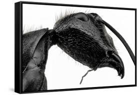 Giant Black Ant-Donald Jusa-Framed Stretched Canvas