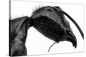 Giant Black Ant-Donald Jusa-Stretched Canvas