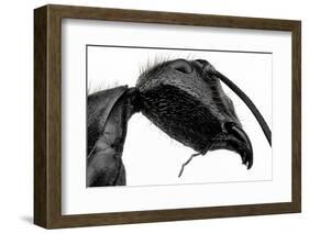 Giant Black Ant-Donald Jusa-Framed Photographic Print