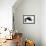 Giant Black Ant-Donald Jusa-Framed Photographic Print displayed on a wall