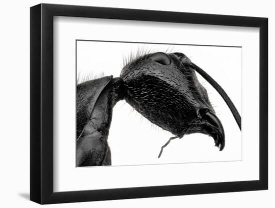 Giant Black Ant-Donald Jusa-Framed Photographic Print