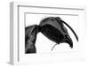 Giant Black Ant-Donald Jusa-Framed Photographic Print