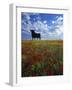 Giant Bull, Toros de Osborne, Andalucia, Spain-Gavin Hellier-Framed Photographic Print