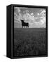 Giant Bull, Toros de Osborne, Andalucia, Spain-Gavin Hellier-Framed Stretched Canvas