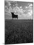 Giant Bull, Toros de Osborne, Andalucia, Spain-Gavin Hellier-Mounted Photographic Print