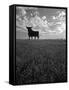 Giant Bull, Toros de Osborne, Andalucia, Spain-Gavin Hellier-Framed Stretched Canvas