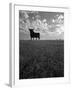 Giant Bull, Toros de Osborne, Andalucia, Spain-Gavin Hellier-Framed Photographic Print