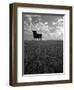 Giant Bull, Toros de Osborne, Andalucia, Spain-Gavin Hellier-Framed Photographic Print