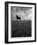 Giant Bull, Toros de Osborne, Andalucia, Spain-Gavin Hellier-Framed Photographic Print