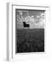 Giant Bull, Toros de Osborne, Andalucia, Spain-Gavin Hellier-Framed Photographic Print