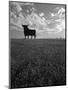 Giant Bull, Toros de Osborne, Andalucia, Spain-Gavin Hellier-Mounted Photographic Print