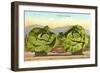 Giant Cabbages on Flatbed-null-Framed Art Print