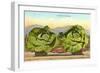 Giant Cabbages on Flatbed-null-Framed Art Print