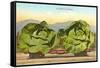 Giant Cabbages on Flatbed-null-Framed Stretched Canvas