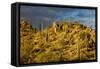 Giant Cactus or Saguaro-null-Framed Stretched Canvas