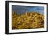 Giant Cactus or Saguaro-null-Framed Photographic Print