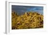 Giant Cactus or Saguaro-null-Framed Photographic Print