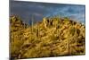 Giant Cactus or Saguaro-null-Mounted Photographic Print