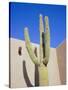 Giant Cactus, Scottsdale, Arizona, USA. North America-Gavin Hellier-Stretched Canvas