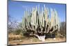 Giant Cactus-Gumbao-Mounted Photographic Print