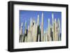 Giant Cactus-Gumbao-Framed Photographic Print