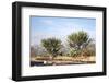 Giant Cactuses-Gumbao-Framed Photographic Print