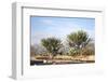 Giant Cactuses-Gumbao-Framed Photographic Print